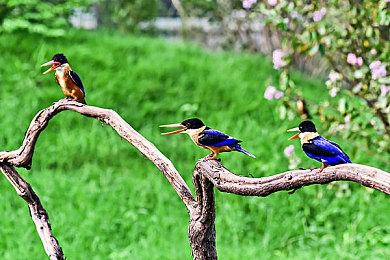 航海塔防游戏《BUCCANYAR》Steam页面上线 4月20日发售