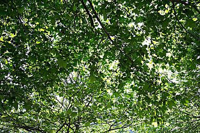 《艾尔登法环》1.14更新上线 DLC最终Boss难度削弱