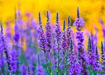 Switch《僵尸部队4》分级完成 含新增关卡等要素